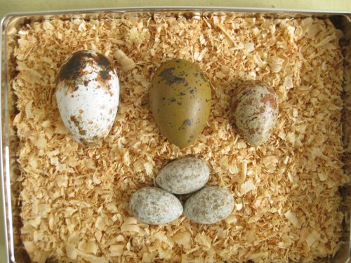 Reproduction birds eggs - reproduction, (6)
