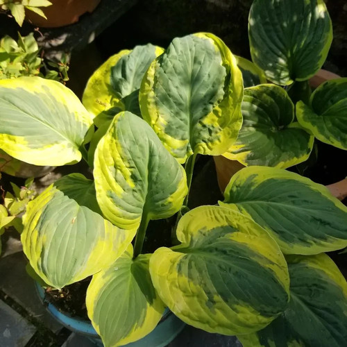 Hosta carnival mid - hosta, 'carnival'
