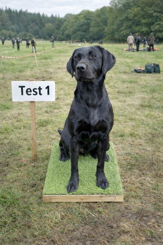 Dog training place - dog,