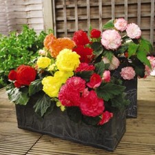 Double Flower Begonia 'Nonstop