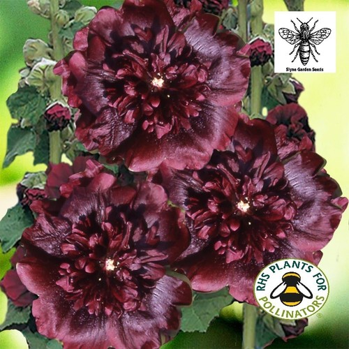 Maroon chaters double - chaters,