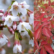 Prunus incisa Kojo-no-mai -