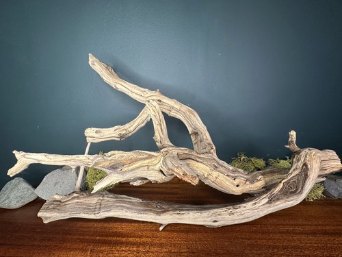 Large manzanita - , 21”