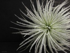 Tillandsia TECTORUM - Live