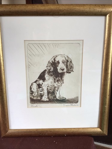 Dianne thorne springer spaniel - springer,