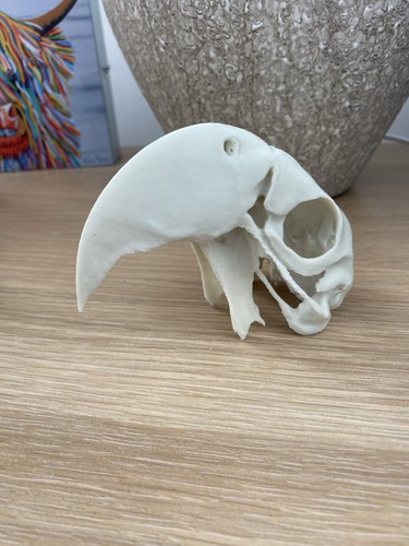 Replica macaw parrot skull - macaw,