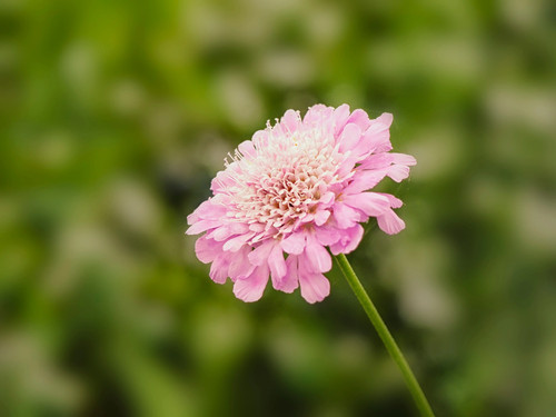 Scabiosa incisa kudo pink - incisa, pink'