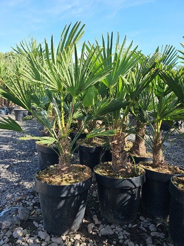 90cm inc pot premium - inc, quality
