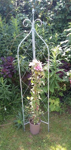 Obelisk plant support stake - plant,