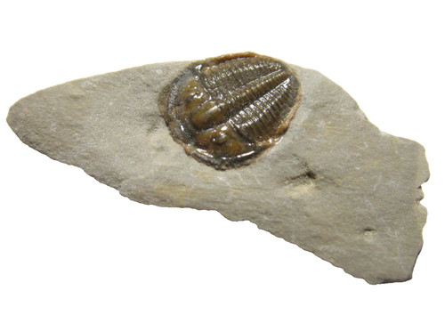 Cambrian elrathia kingi - cambrian,