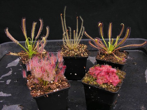 Carnivorous drosera sundew - drosera,