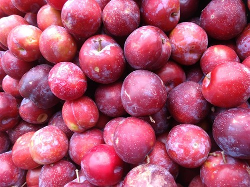 Prunus victoria plum fruit - victoria,