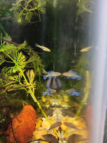 Gulf coast pygmy sunfish - coast,