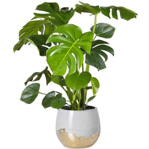 40cm potted monstera - 30-40cm,