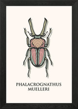 Rainbow Stag Beetle Framed