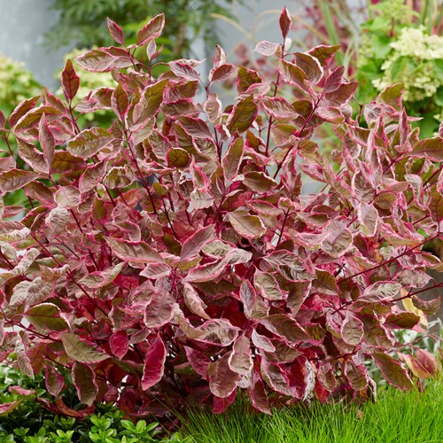 Cornus miracle dogwood - cornus,