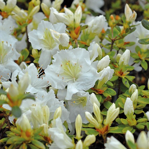 Azalea dwarf white hardy shrub - azalea,