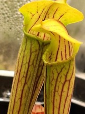 Sarracenia alata 'Pubescens'