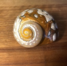 Polished Natural Turban Seashell Length 9cm Petholatus