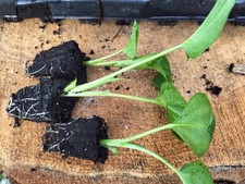 2 Arum Lily Plug Plants + ONE FREE