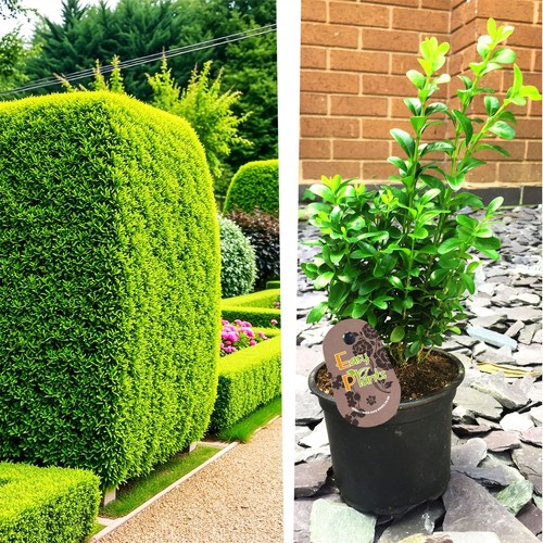 Buxus common box - 20,