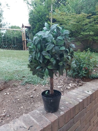 Small potted bay tree - small, indoor