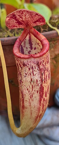 Nepenthes glandulifera - nepenthes,
