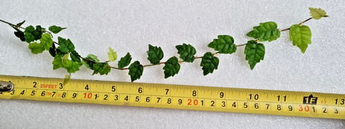 Oak leaf creeping fig - leaf, cutting