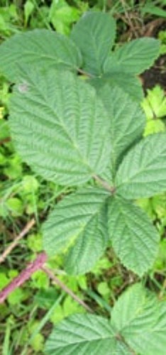 Organic fresh cut wild bramble - organic,