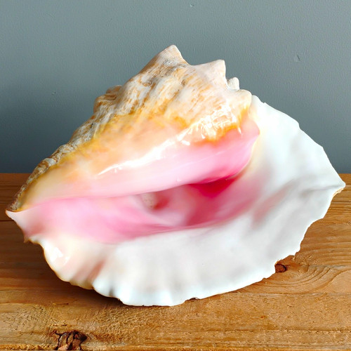 Large natural conch - conch, shell