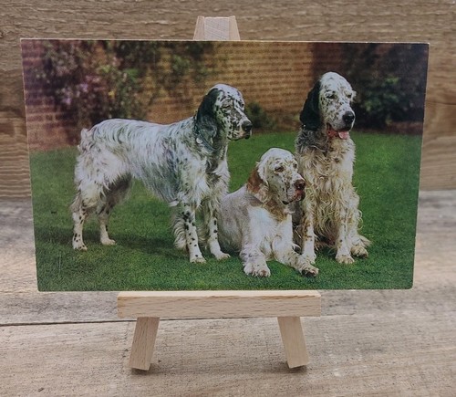 Old postcard english setters - old,