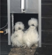 Mixed Colours Silkie USA  Eggs 6x🥚🐣🥚🐣  ,,NOT LIVE ANIMAL’’ 🥚🐣✅