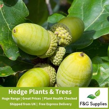 Sessile Oak Quercus bare root hedging tree sapling hedge border plants whips