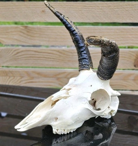 Amazing sheep skull horns - 2,