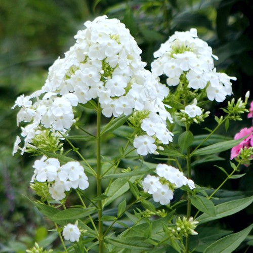 Phlox paniculata david - paniculata, |