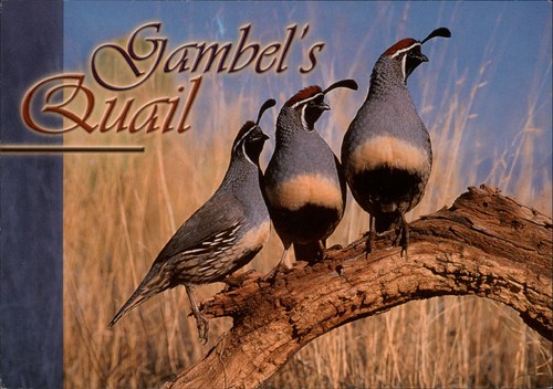 Arizona gambel quail - arizona,