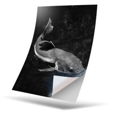 1 x Vinyl Sticker A4 - BW - Redtail Catfish Fish Fishing Pond Lake #43435