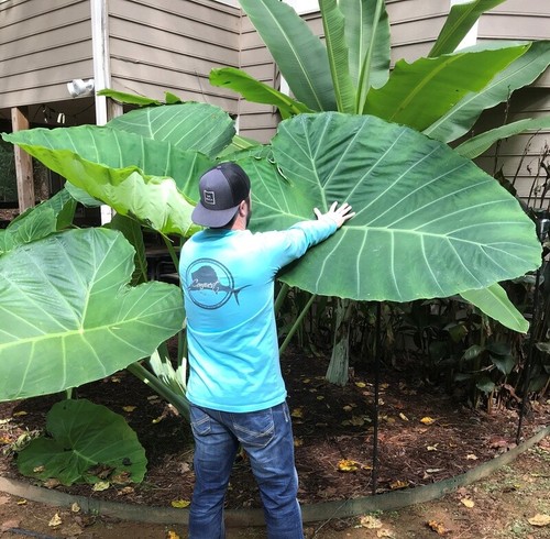 Taro plant xxl - taro,