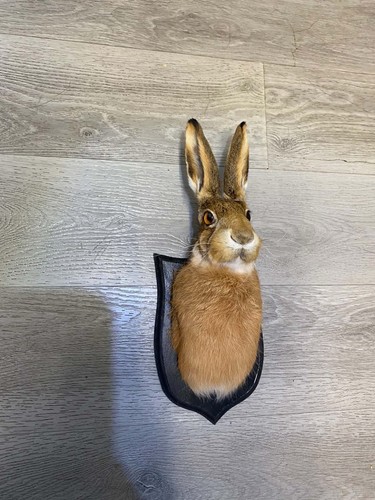 Taxidermy hare head - taxidermy,