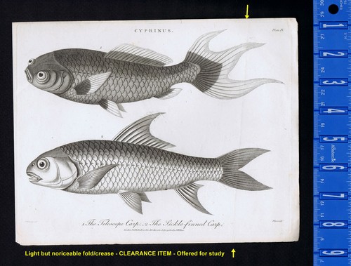 Cyprinus the telescope - cyprinus.,