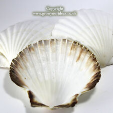 3 x Large Atlantic Scallop