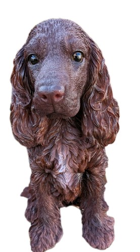 Chocolate brown cocker - chocolate,