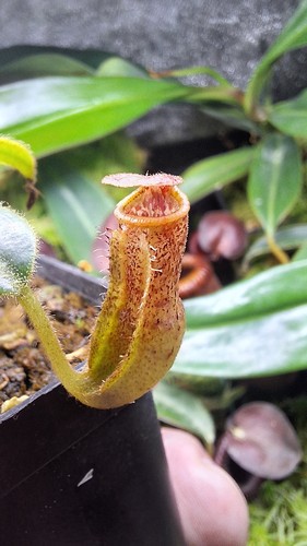 Nepenthes maxima pieriensis x - nepenthes,