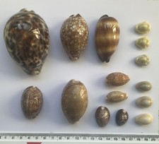 Cowrie shells - collection of