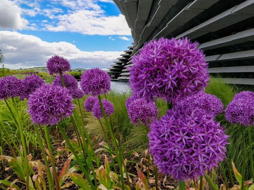 10x giant allium - 10x,