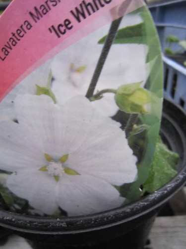 Lavatera marshmallow ice white - lavatera,