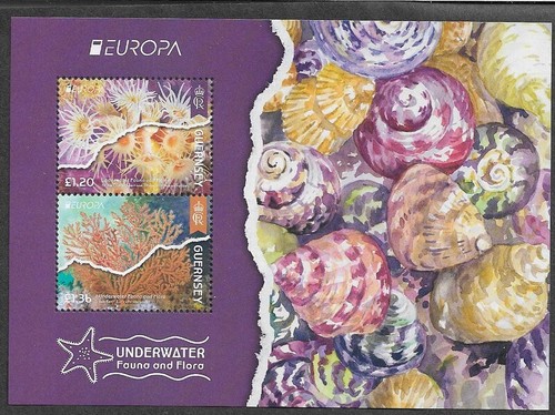 Underwater flora fauna - underwater,