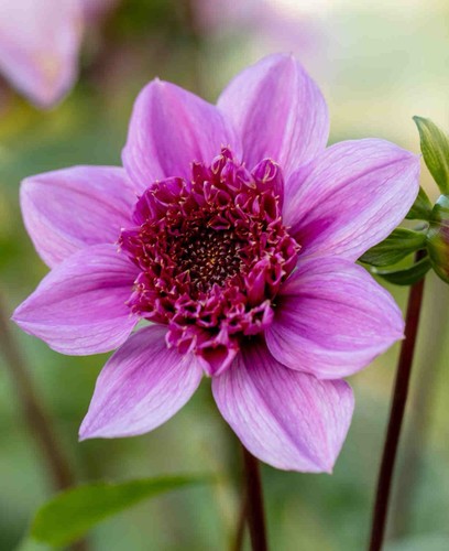 Dahlia blue bayou plants - dahlia,