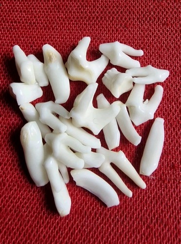 Badger teeth - badger,