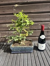 Bonsai Tree Mandarin Ligustrum